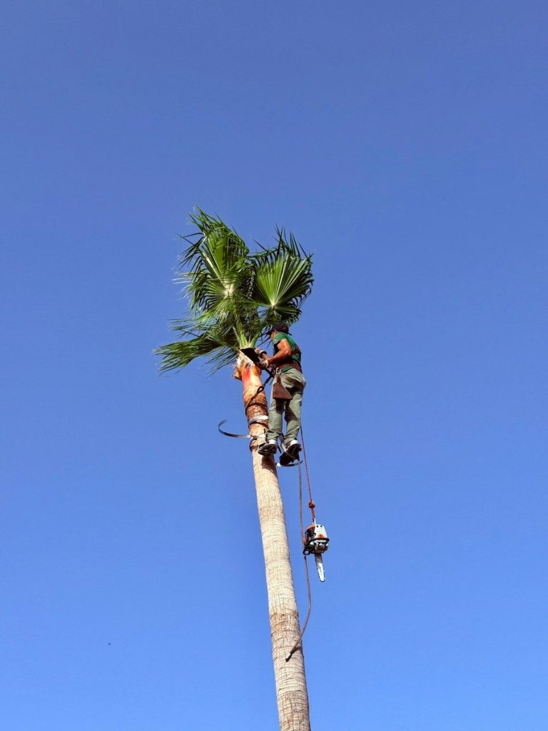 arboristika